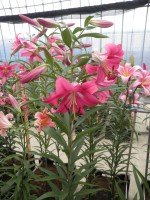 [1734 Robina No02.JPG]